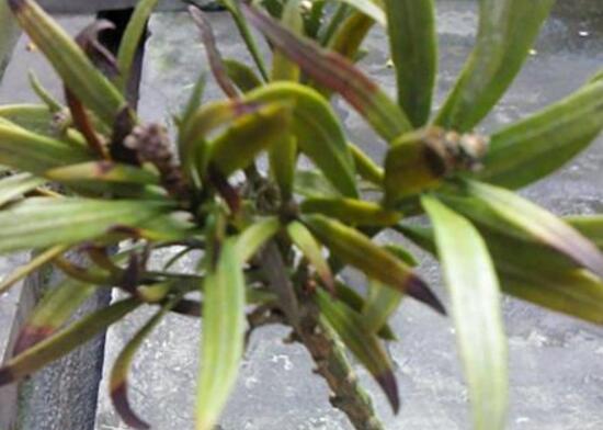 羅漢松葉子發(fā)黃怎么辦，羅漢松葉子發(fā)黃解決辦法