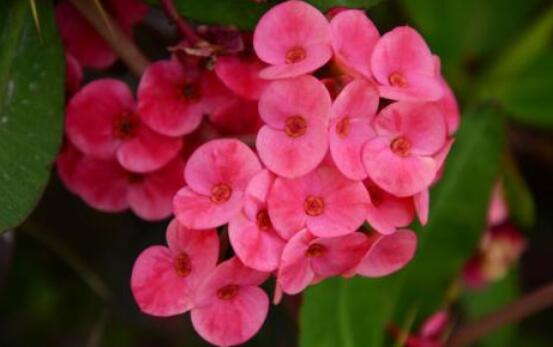 虎刺梅的養(yǎng)殖方法，老農(nóng)總結(jié)六大最實(shí)用基本養(yǎng)殖技巧