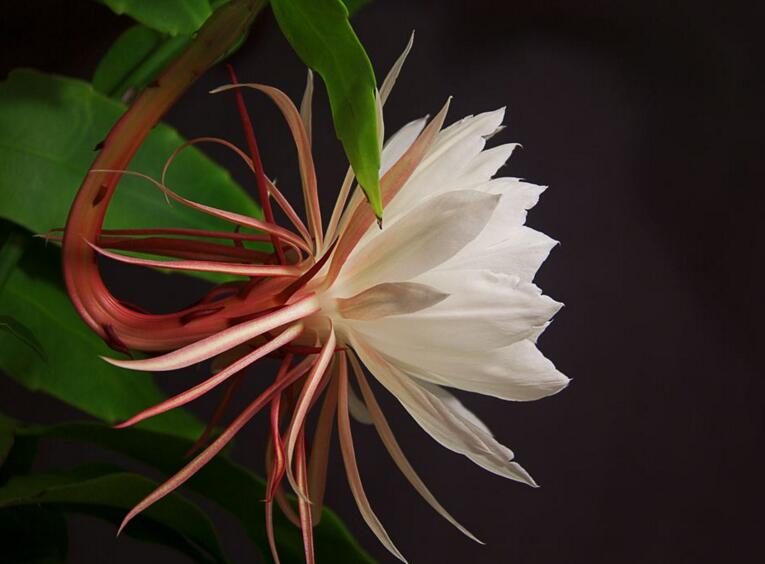 曇花種子種植方法，白天接受足夠的光照晚上才能開花