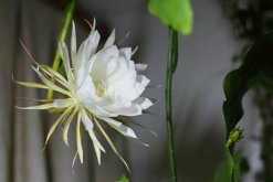 曇花的四季養(yǎng)護(hù)，一年四季不同的養(yǎng)護(hù)方法