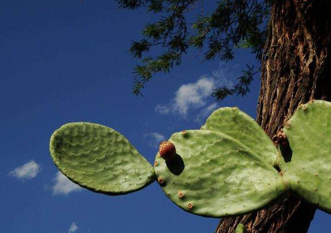 仙人掌果的功效與作用，提高身體器官功能/維持電解質(zhì)平衡