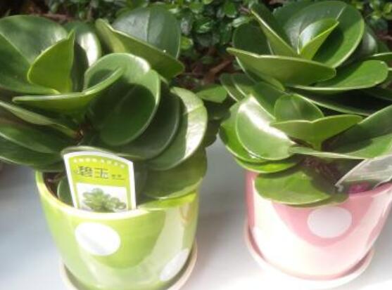 碧玉怎么養(yǎng)才能瘋長，做好這六點可生長得盆盆爆滿