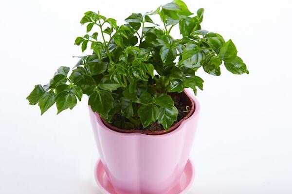 幸福樹吸收甲醛嗎，吸收甲醛效果非常好