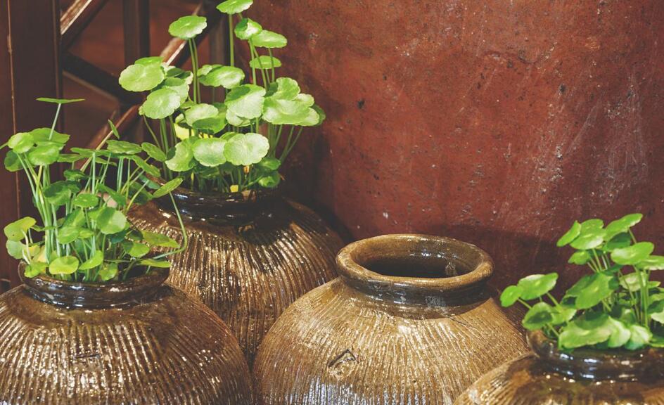 銅錢草放在什么位置好，放在陽(yáng)臺(tái)上最合適