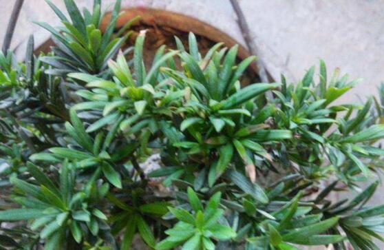 羅漢松葉子發(fā)黃怎么辦，羅漢松葉子發(fā)黃解決辦法