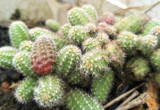 仙人掌的用途與價值，清熱解毒、消炎解暑、開胃健脾、清咽潤肺