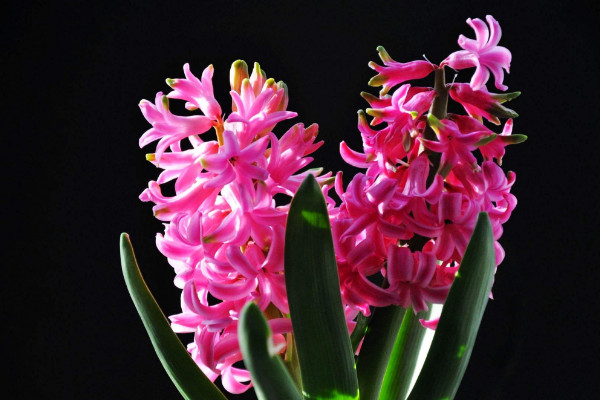 風信子花敗后怎么處理，保存種球來年煥活開花