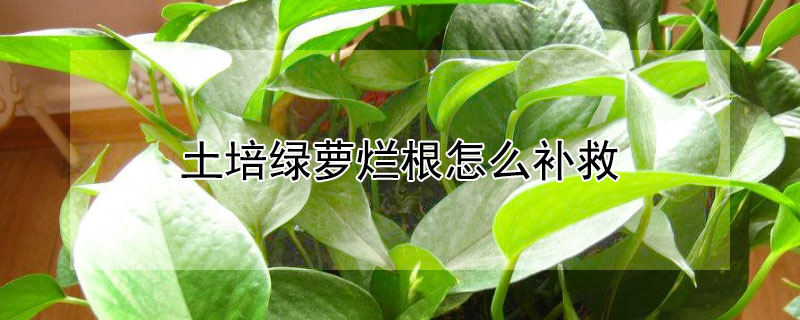 土培綠蘿爛根怎么補(bǔ)救