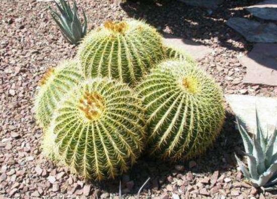 仙人球可以吃嗎，仙人球花的藥用價值