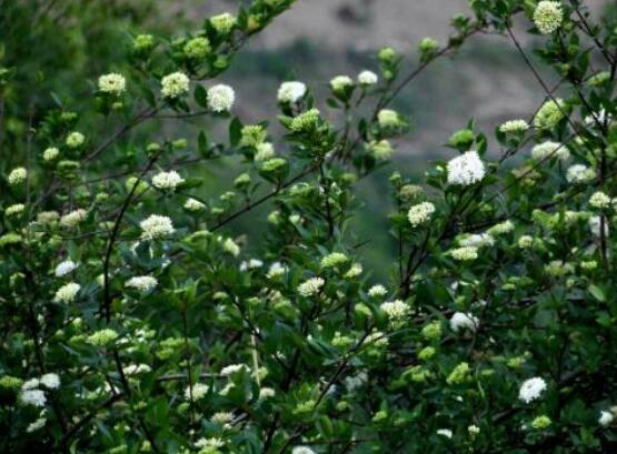 九里香盆景修剪，老農(nóng)總結(jié)四大基本步驟(摘心/摘芽/修枝/摘葉)