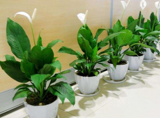 盆栽一帆風順怎么養(yǎng)，教你八個方法便可爆盆