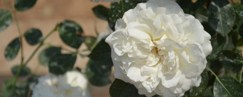 爬藤薔薇一年長(zhǎng)幾米