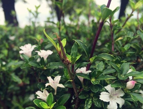 六月雪如何養(yǎng)，老農(nóng)總結(jié)最實用六大基本養(yǎng)殖方法