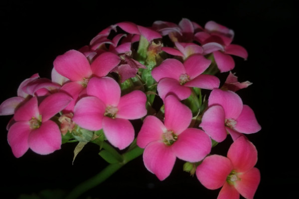 長(zhǎng)壽花開花花敗后怎么養(yǎng)