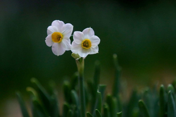 水仙的別稱(chēng)