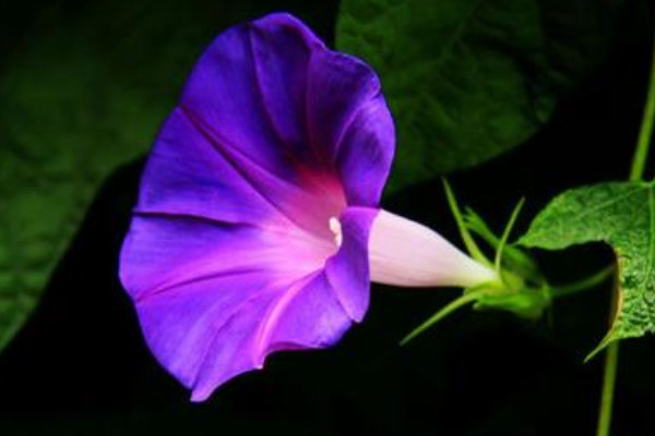 牽?；槭裁匆捞俨拍荛_花