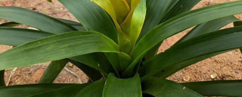 鴻運當(dāng)頭花是什么品種