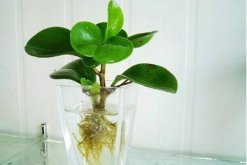 碧玉花能水養(yǎng)嗎，可以水養(yǎng)并且方法簡單