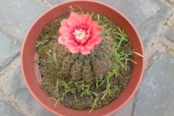 仙人球不開花是怎么回事，可能是光照、養(yǎng)分不足導(dǎo)致