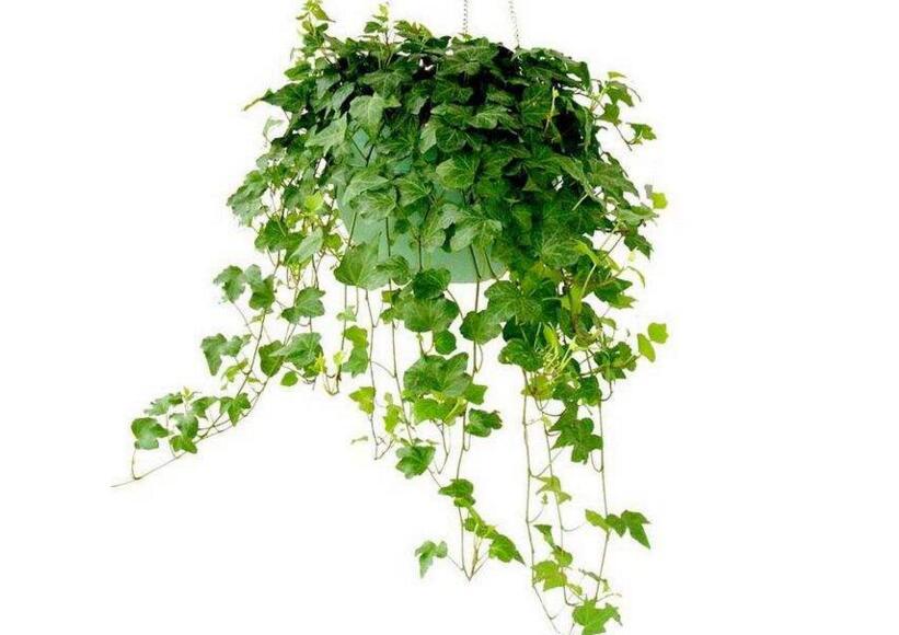 常春藤有什么作用，綠化環(huán)境又凈化空氣