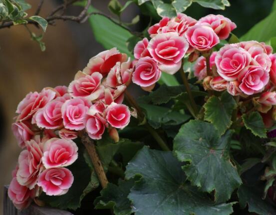 仙客來休眠多長時間，不同環(huán)境不同休眠期(夏季)