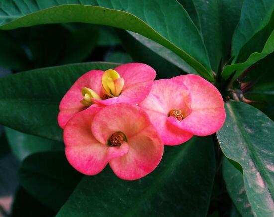 虎刺梅病蟲害及防治，根腐病與介殼蟲最為常見