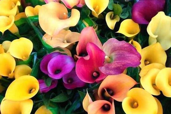 彩色馬蹄蓮能養(yǎng)幾年，通常養(yǎng)殖3-4年是沒(méi)有問(wèn)題