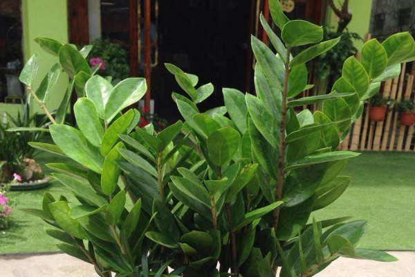 金錢樹(shù)怎樣配土