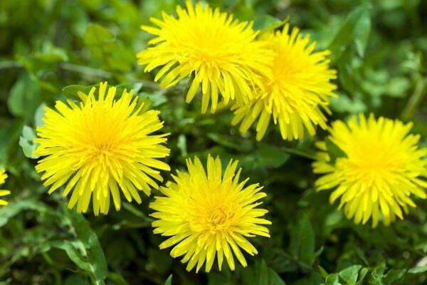 蒲公英在什么季節(jié)開放，每年的夏秋季節(jié)綻放