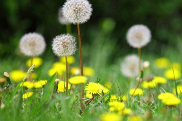 如何種植蒲公英，可以通過(guò)以下4步來(lái)進(jìn)行