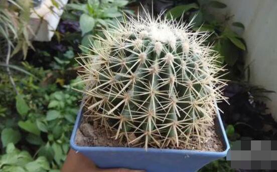 小仙人球澆水多少毫升，澆水的量一般以100-200毫升為準