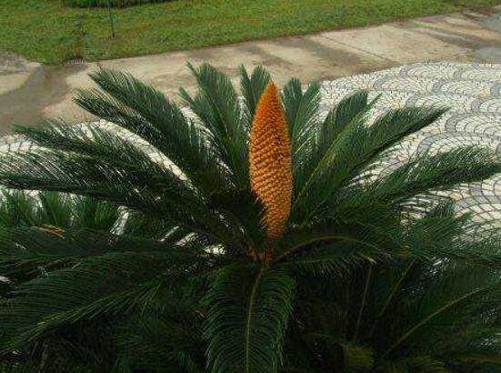 鐵樹(shù)開(kāi)花好不好，象征著幸福、吉祥、富貴