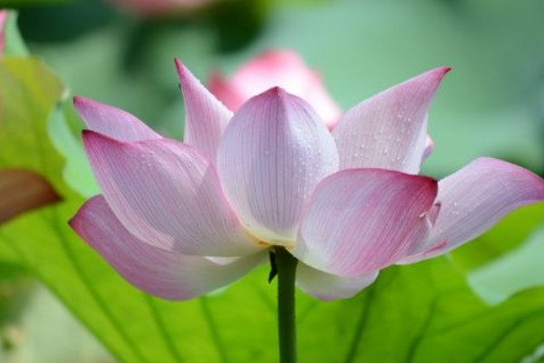 什么荷花花期長(zhǎng)