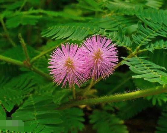 養(yǎng)含羞草對人體有害嗎，含有輕微的毒性/無害(放心養(yǎng)殖)