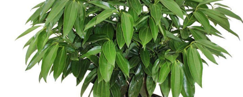 平安樹(shù)掉葉子是怎么回事