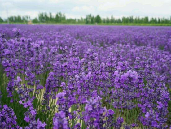 薰衣草精油的功效與用法，美容養(yǎng)顏、舒緩心情