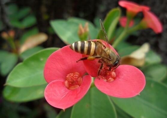 虎刺梅花瓣有毒嗎，皮膚接觸紅腫發(fā)癢/誤食惡心嘔吐