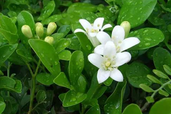 九里香春天不發(fā)芽是什么原因