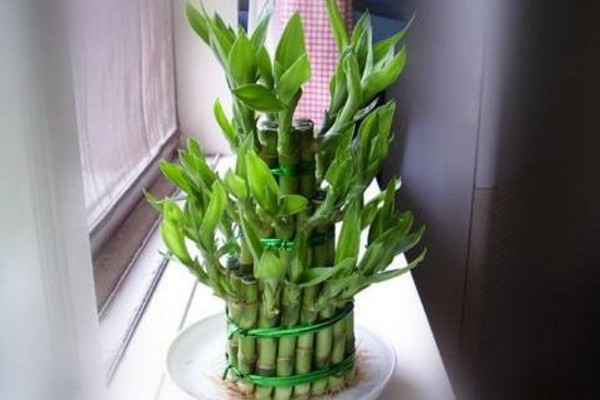 富貴竹營(yíng)養(yǎng)液的使用方法