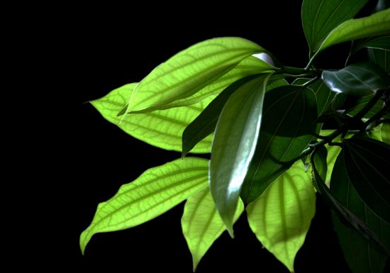 如何給平安樹松土，以樹干為中心、沿周圍輕鏟