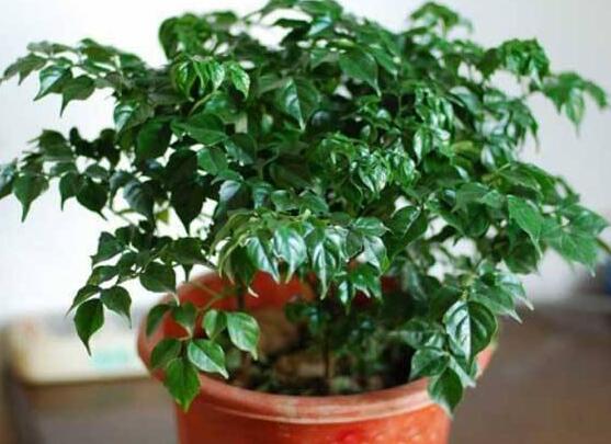 幸福樹擺放禁忌，盤點(diǎn)幸福樹五大擺放禁忌