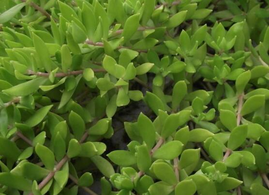 玉樹的風(fēng)水作用，不僅除邪聚財氣還可以逢兇化吉