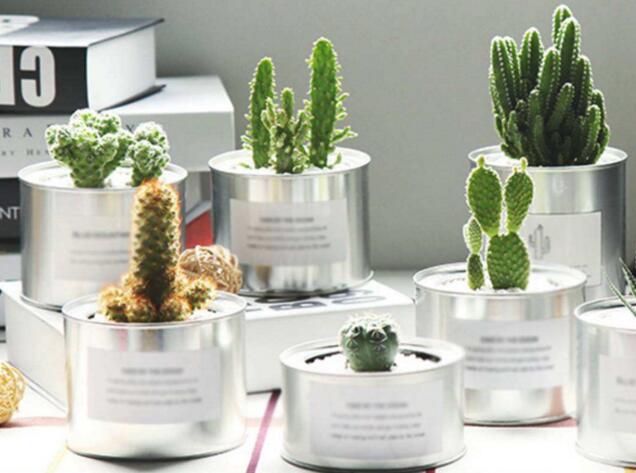 仙人掌的養(yǎng)殖方法和注意事項，小白都能學(xué)會的種植方法和技巧