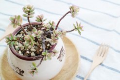 雅樂之舞夏天怎么澆水，保持土壤偏干燥