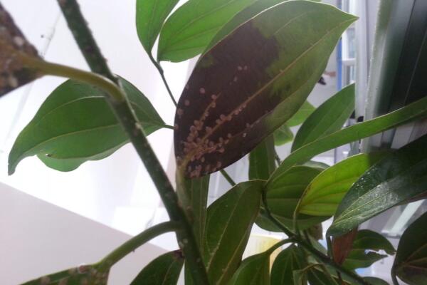 平安樹(shù)葉子發(fā)黑干枯怎么辦，分析原因及時(shí)補(bǔ)救