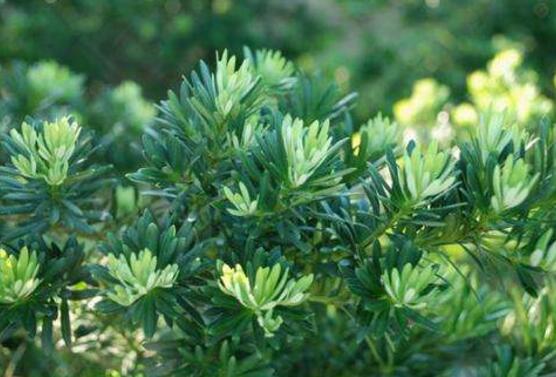 羅漢松葉子發(fā)黃怎么辦，羅漢松葉子發(fā)黃解決辦法