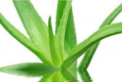 怎樣用新鮮蘆薈美容，蘆薈的美容方法