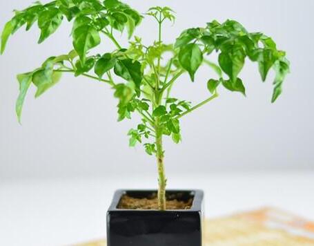 大幸福樹(shù)的修剪步驟圖，小白都能養(yǎng)活的方法技巧