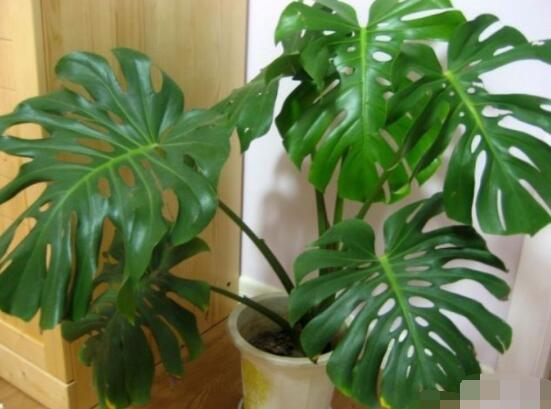 龜背竹怎么固定造型，龜體造型最受人們歡迎(美觀)