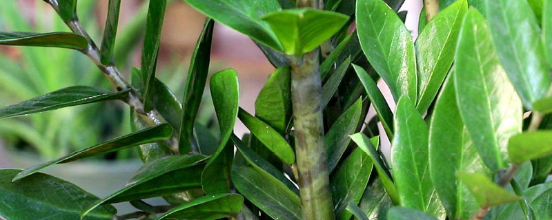 金錢樹(shù)的生長(zhǎng)期是什么時(shí)候